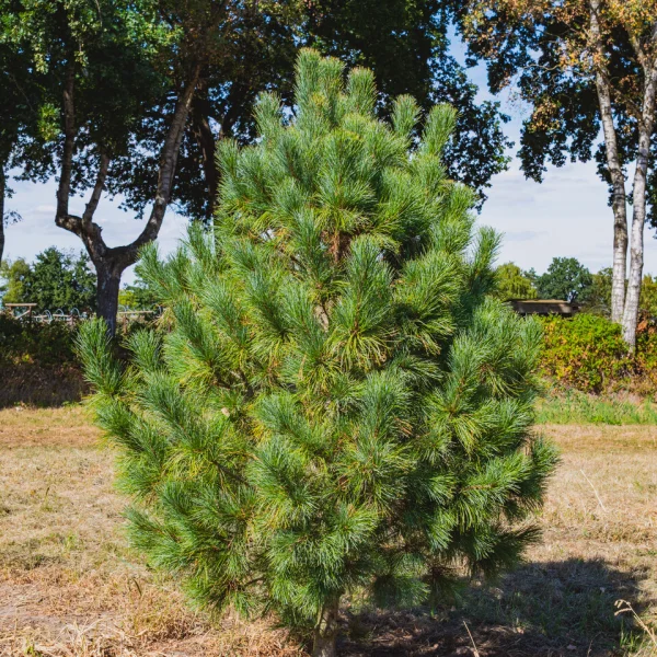 Pinus cembra &ndash; Zirbel-Kiefer, Arve