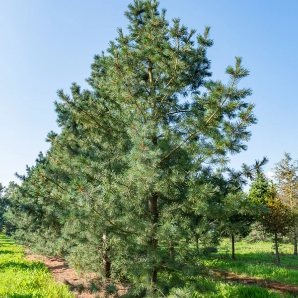 Pinus flexilis 'Vanderwolf's Pyramid' &ndash; Pinus flexilis 'Vanderwolf's Pyramid'