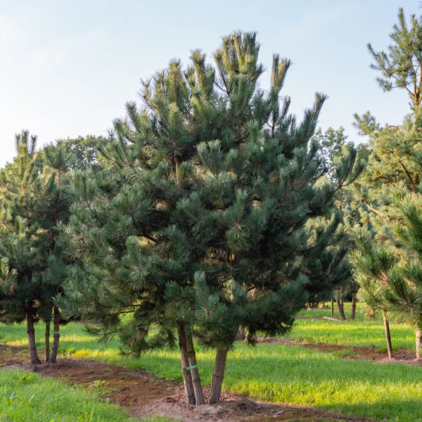 Pinus nigra subsp. nigra &ndash; Österreichische Schwarz-Kiefer