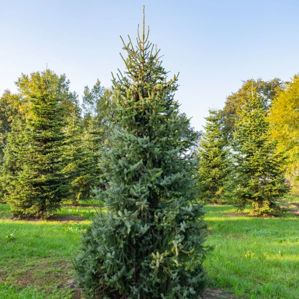 Picea omorika &ndash; Serbische Fichte, Omorika-Fichte