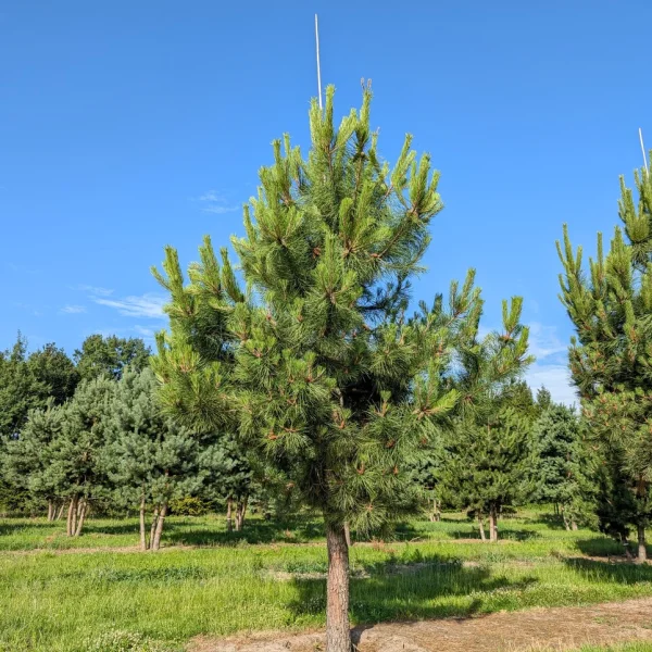 Pinus pinaster &ndash; Gewöhnliche Strand-Kiefer