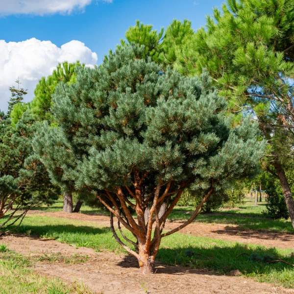 Pinus sylvestris 'Watereri' &ndash; Strauch-Wald-Kiefer