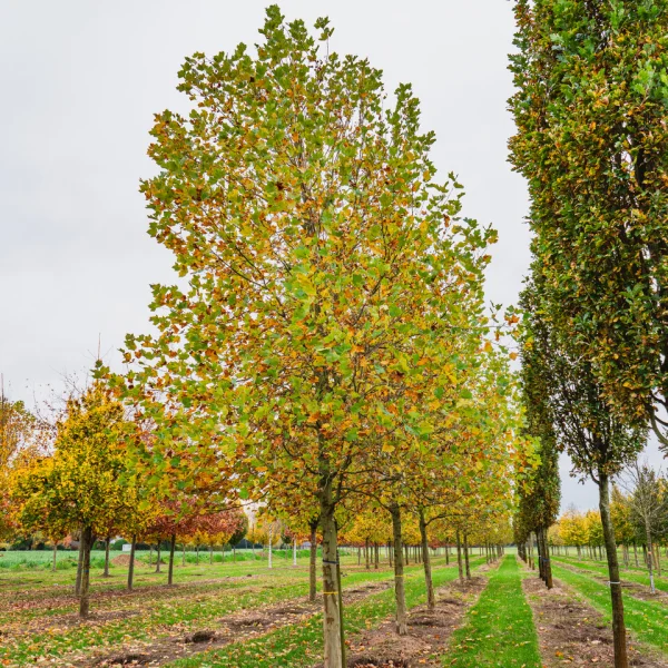 Platanus ×hispanica  TREEVOLUTION® ('Woodside Column') &ndash; Platanus ×hispanica 'Woodside Column'