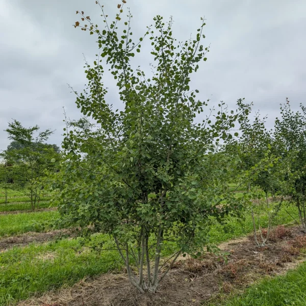 Populus tremula &ndash; Zitter-Pappel, Espe, Aspe