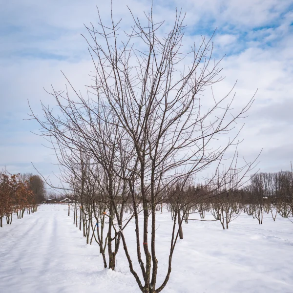 Prunus 'Mahogany Lustre' &ndash; Prunus 'Mahogany Lustre'