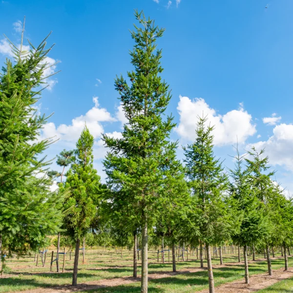 Pseudotsuga menziesii &ndash; Douglasfichte