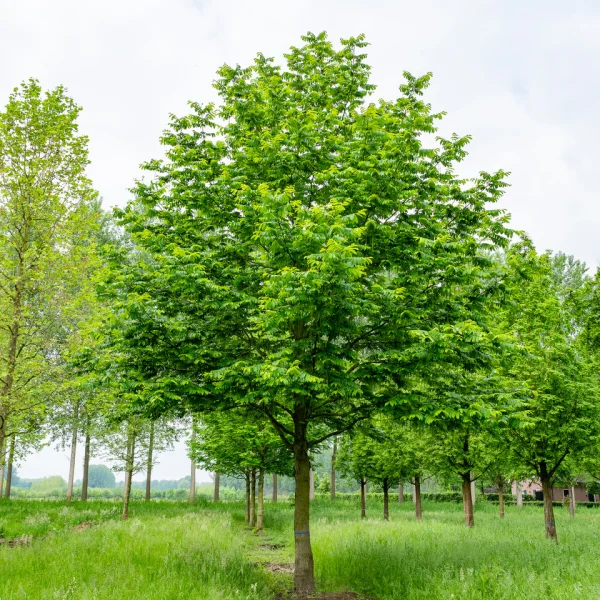 Pterocarya fraxinifolia &ndash; Kaukasischer Flügelnuß