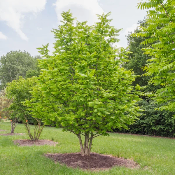 Pterocarya stenoptera &ndash; Chinesische Flügelnuß