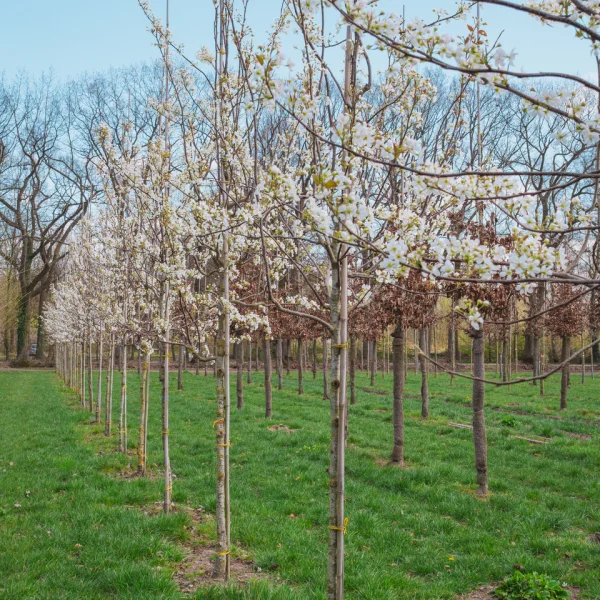 Pyrus sinkiangensis &ndash; Pyrus sinkiangensis