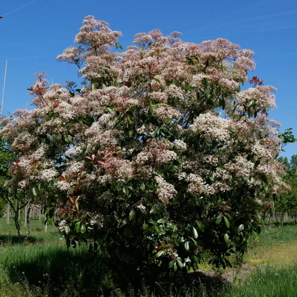 Photinia ×fraseri 'Red Robin' – Photinia ×fraseri 'Red Robin'