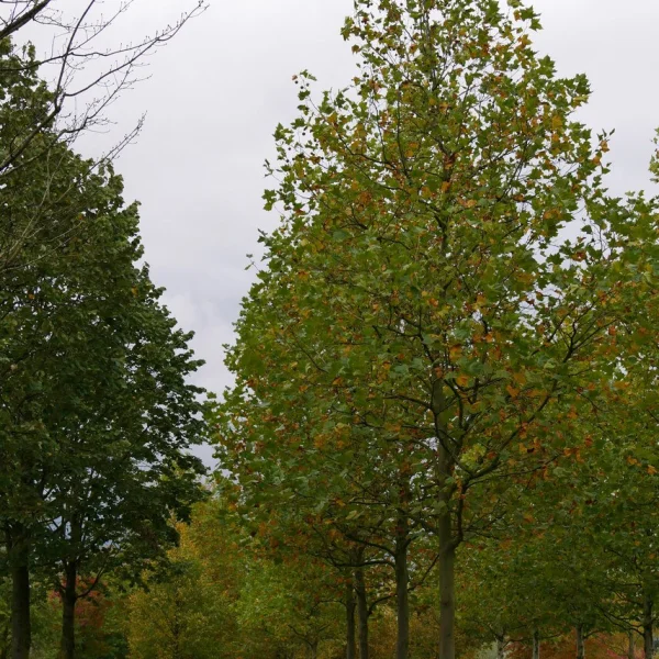 Platanus ×hispanica – Ahornblättrige Platane