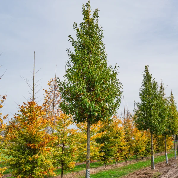 Quercus acutissima &ndash; Seidenraupen-Eiche, Japanische Kastanien-Eiche