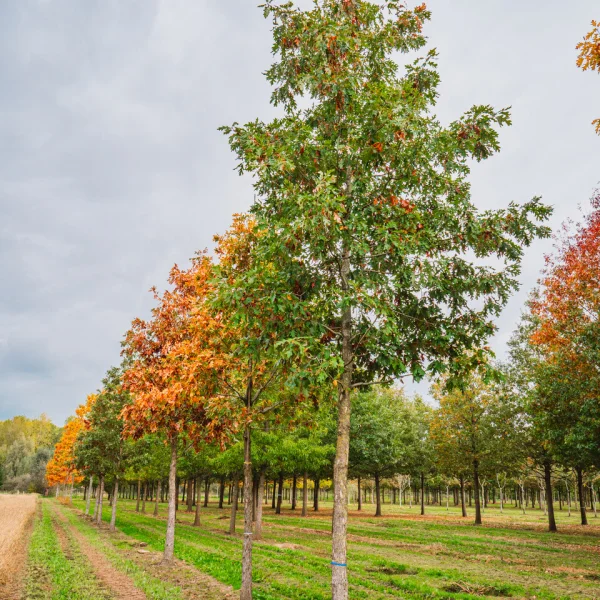 Quercus alba &ndash; Weiß-Eiche, Amerikanische Weiß-Eiche