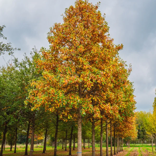 Quercus bicolor &ndash; Zweifarbige-Eiche, Sumpf-Weiß-Eiche