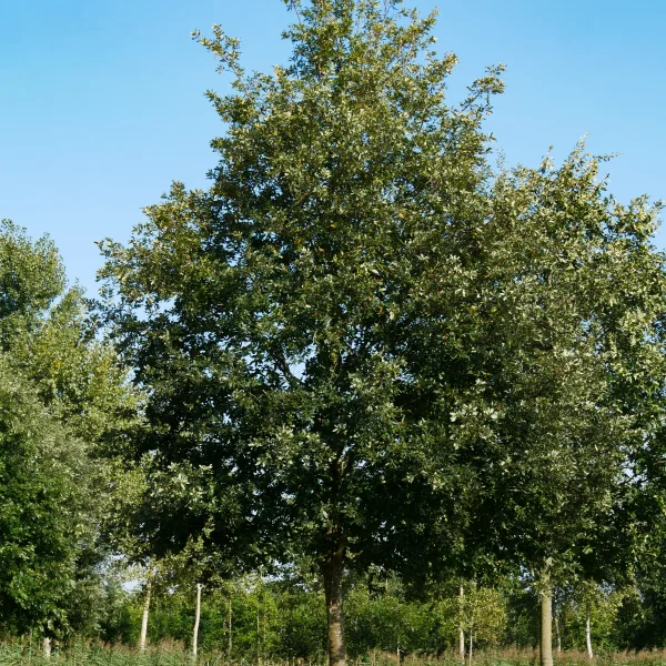 Quercus cerris &ndash; Zerr Eiche, Türkische Eiche