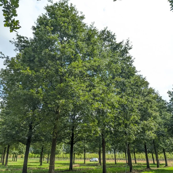 Quercus cerris – Zerr Eiche, Türkische Eiche