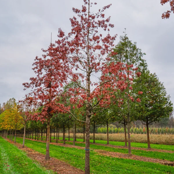 Quercus ellipsoidalis &ndash; Quercus ellipsoidalis