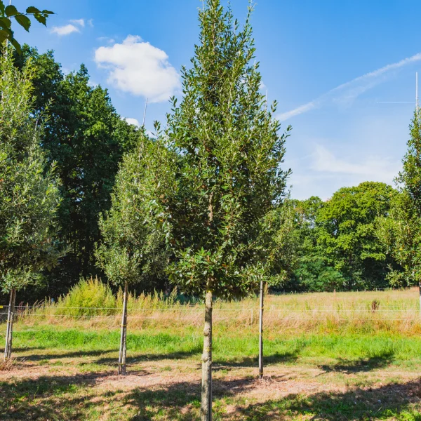 Quercus ×hispanica 'Fulhamensis' &ndash; Quercus ×hispanica 'Fulhamensis'