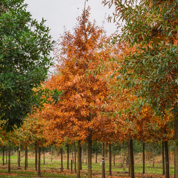 Quercus imbricaria &ndash; Schindel-Eiche