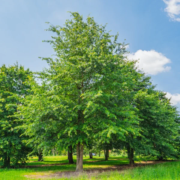 Quercus palustris – Sumpf-Eiche, Boulevard-Eiche, Nadel-Eiche
