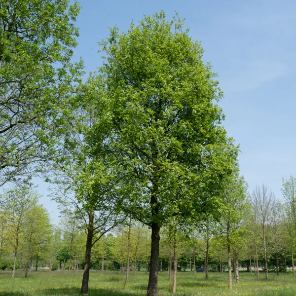 Quercus pubescens &ndash; Flaum-Eiche, Weichharige Eiche