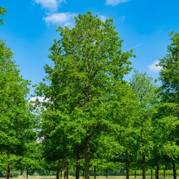 Quercus robur – Sommer-Eiche, Stiel-Eiche, Früh-Eiche