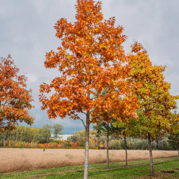 Quercus rubra &ndash; (Amerikanische) Rot-Eiche