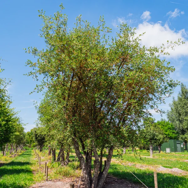 Quercus suber &ndash; Kork-Eiche, Pantoffelbaum