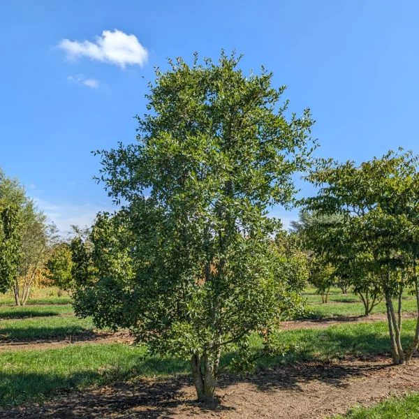 Quercus trojana &ndash; Mazedonische Eiche