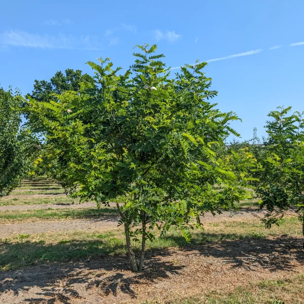 Robinia viscosa &ndash; Klebrige Robinie