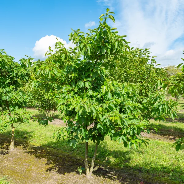 Sassafras albidum &ndash; Fenchelholzbaum, Sassafras