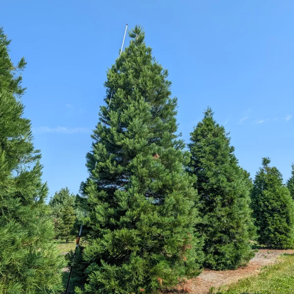Sequoiadendron giganteum &ndash; Mammutbaum
