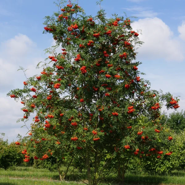 Sorbus aucuparia &ndash; Gemeine eberesche, Vogelbeere