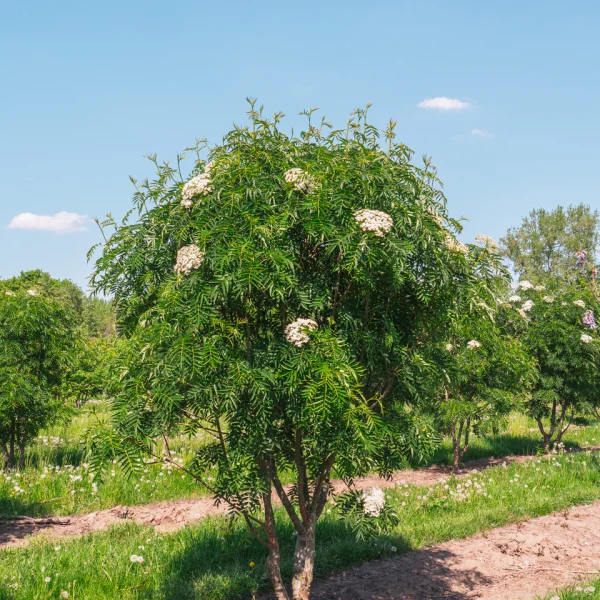 Sorbus 'Dodong' &ndash; Sorbus 'Dodong'