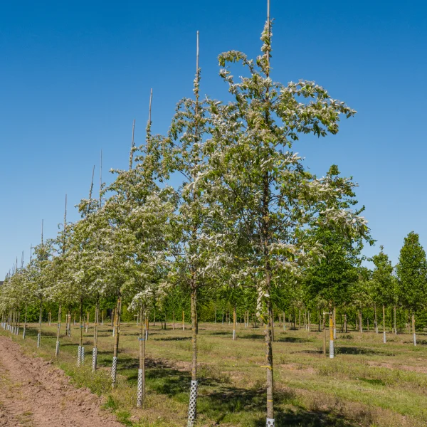 Sorbus folgneri 'Emiel' &ndash; Sorbus folgneri 'Emiel'