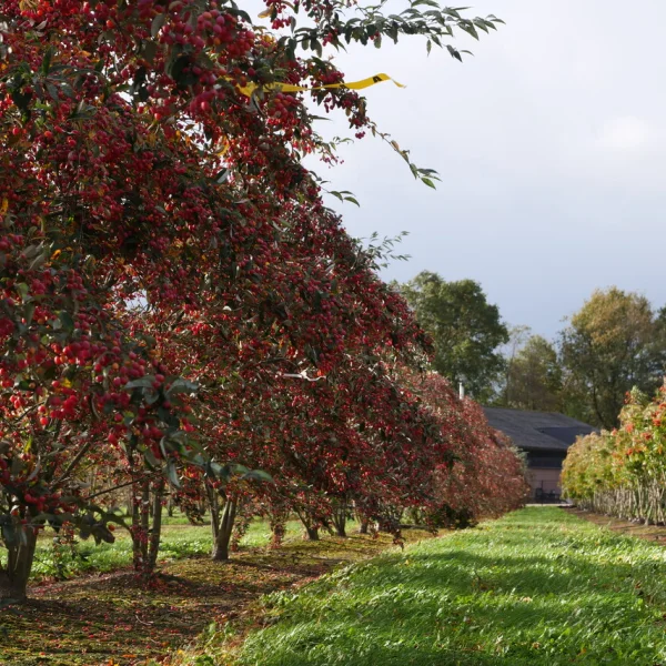 Sorbus folgneri 'Emiel' &ndash; Sorbus folgneri 'Emiel'