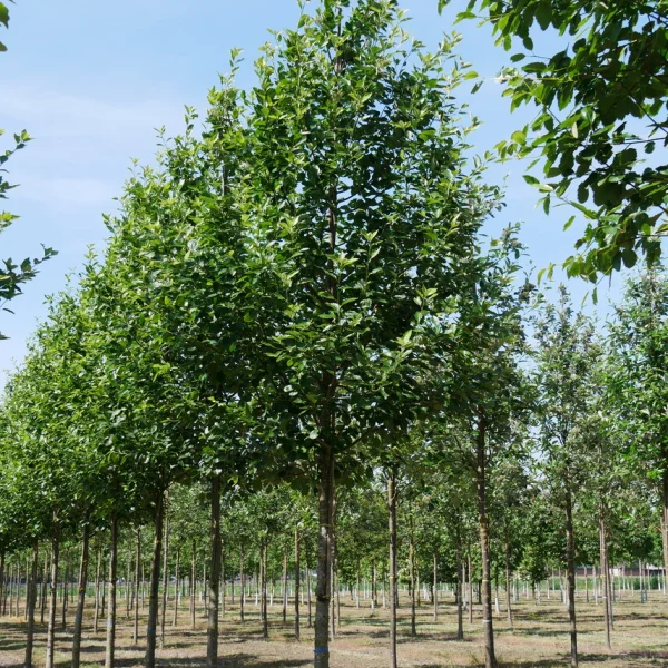 Sorbus latifolia 'Henk Vink' &ndash; Sorbus latifolia 'Henk Vink'