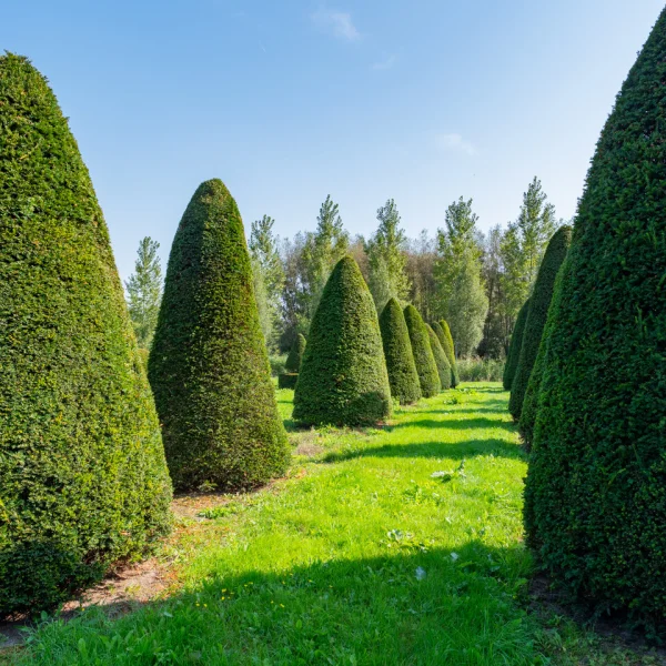 Taxus baccata – Gewöhnliche Eibe