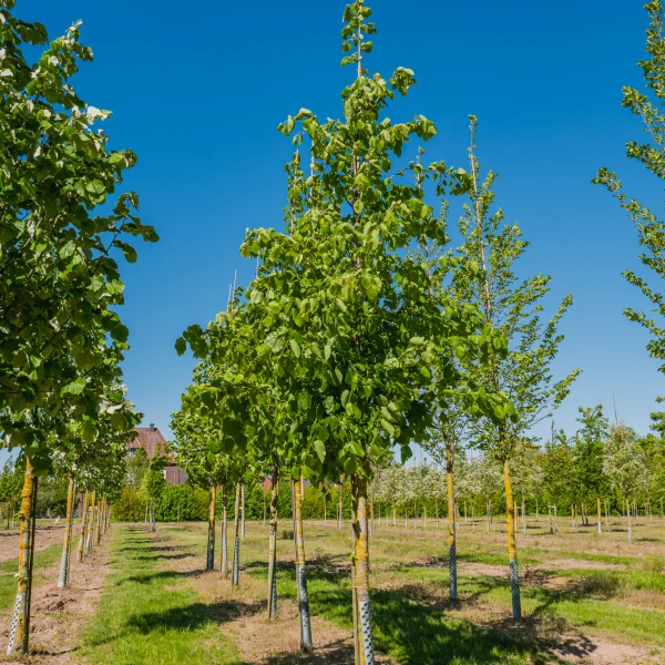 Tilia americana 'Moltkei' &ndash; Von Moltkes-Linde