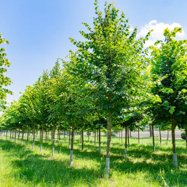 Tilia cordata – Winter-Linde, Kleinblättrige Linde, Berg-Linde
