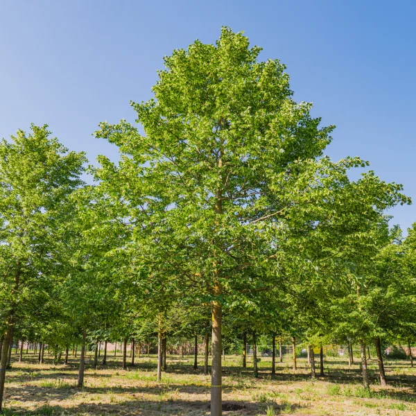 Tilia cordata 'Rancho' &ndash; Tilia cordata 'Rancho'