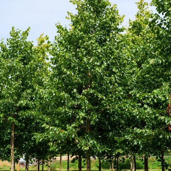 Tilia ×europaea 'Euchlora' &ndash; Krim-Linde