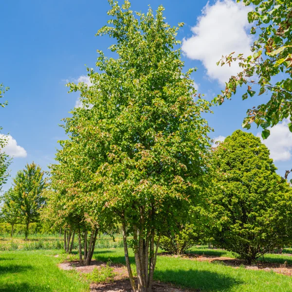 Tilia ×europaea 'Pallida' &ndash; Kaiserlinde
