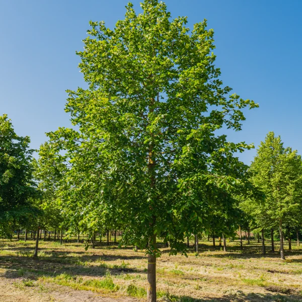 Tilia platyphyllos &ndash; Sommer-Linde