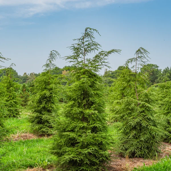Tsuga canadensis – Kanadische Hemlocktanne