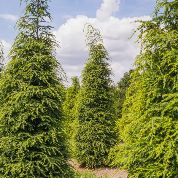 Tsuga canadensis &ndash; Kanadische Hemlocktanne