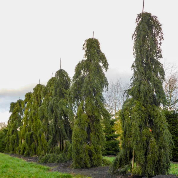 Tsuga canadensis 'Pendula' &ndash; Hänge-Hemlocktanne