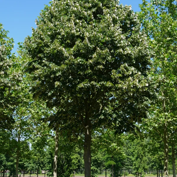 Tilia tomentosa – Silber-Linde, Ungarische Silber-Linde