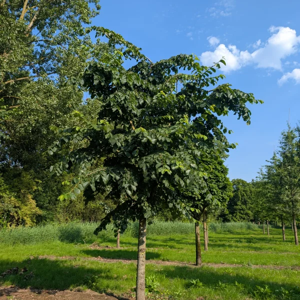 Ulmus glabra 'Pendula' &ndash; Hänge-Ulme