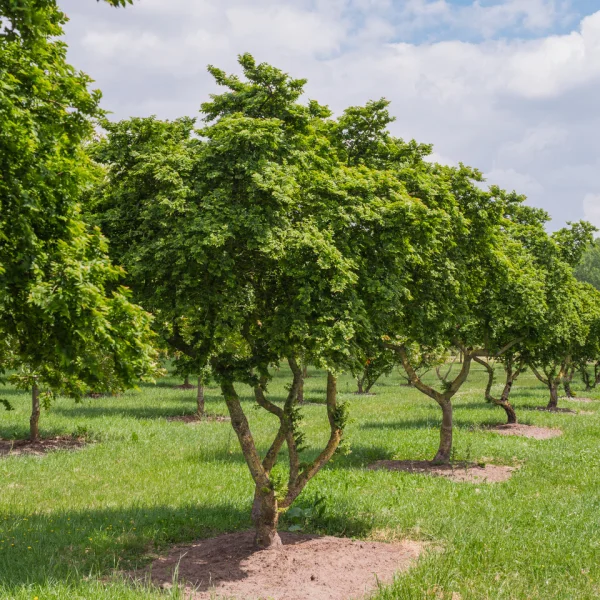 Ulmus minor 'Jacqueline Hillier' &ndash; Ulmus minor 'Jacqueline Hillier'